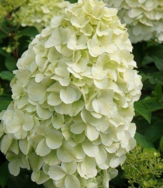 Hydrangea paniculata 'Hercules' ®